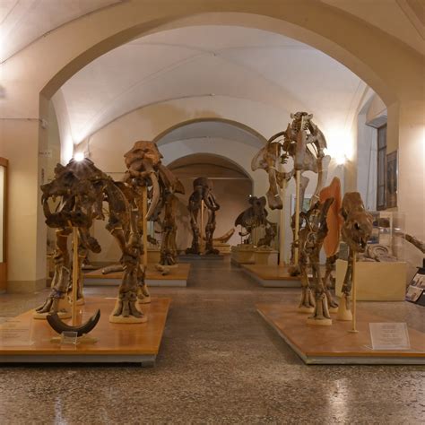 Visita Virtuale Al Museo Di Geologia E Paleontologia