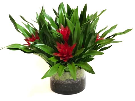 Red Bromeliads