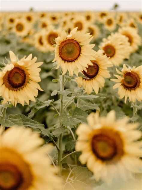 Girasoles Blancos Significado Y Cuidados Architectural Digest♊️