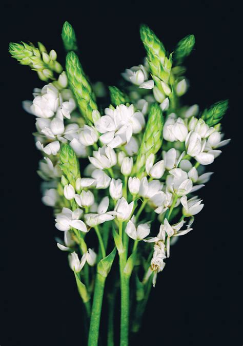 In Bloom on Behance