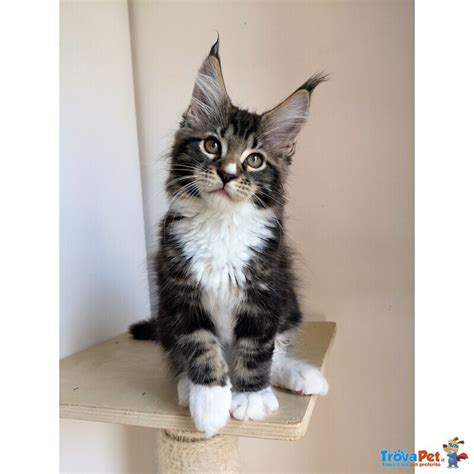 Cuccioli Maine Coon Con Pedigree In Vendita A Milano MI