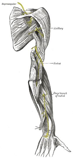 Suprascapular Nerve Wikipedia
