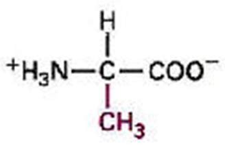 Bio Gallery: Alanine Molecular Structure