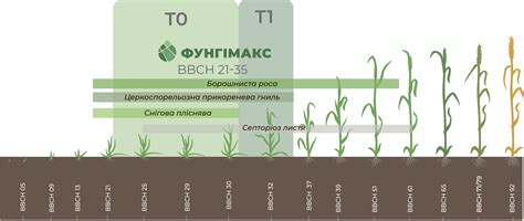 Разновидности фунгицидов