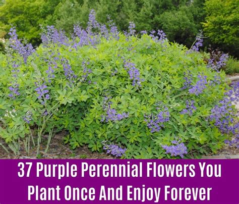 Purple Perennial Flowers