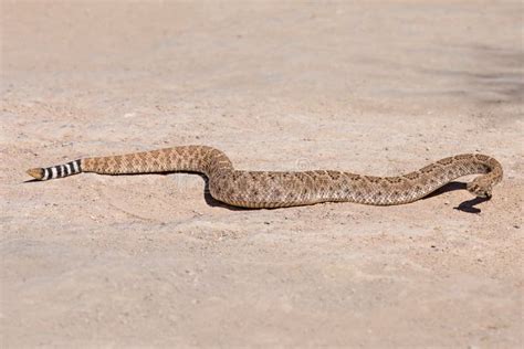 Rattlesnake In Desert