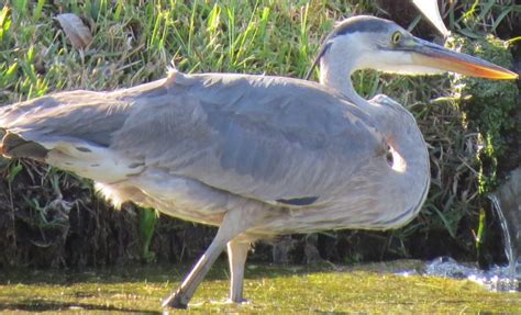 Bird from 50 yards away | Bird, Animals, 50 yards