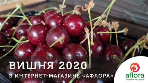 Свежая и сочная ВИШНЯ. Новое поступление - YouTube