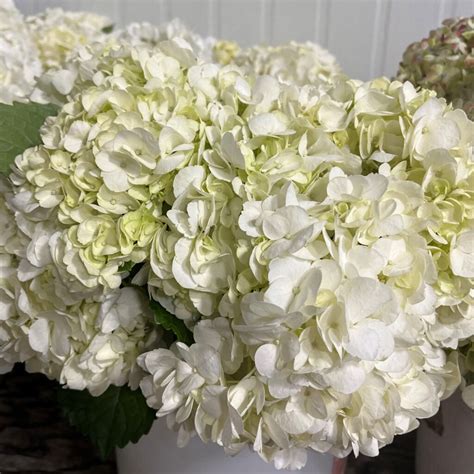 White Hydrangea - Florabundance Wholesale Flowers