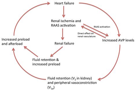 Cardiorenal Syndrome Role Of Arginine Vasopressin And Vaptans In Heart