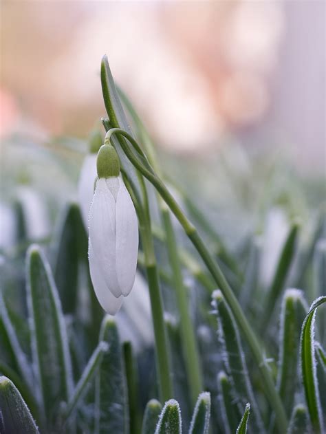 Snowdrop Flower Frost - Free photo on Pixabay - Pixabay