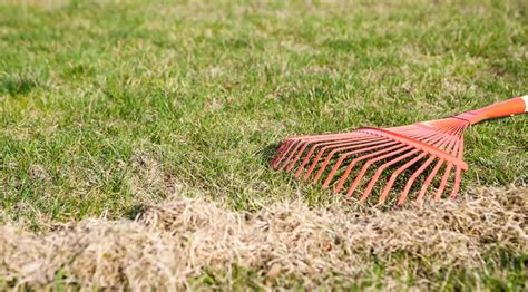 10 Solutions For Common Lawn Problems