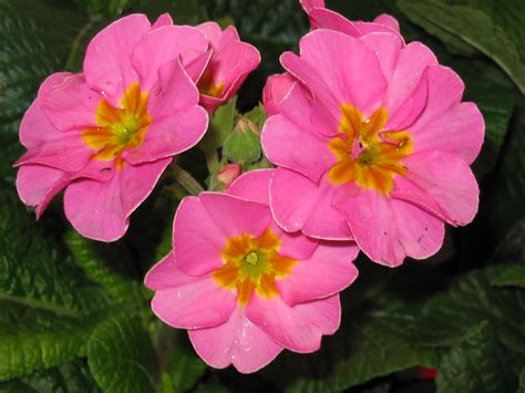 pink primula wallpaper