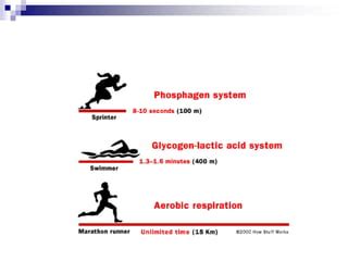 Energy Metabolism | PPT