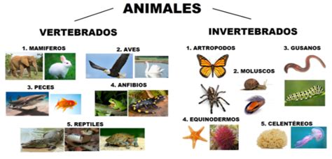 Classificação Dos Animais Vertebrados E Invertebrados - Classificacao Do Reino Animal Vertebrados Invertebrados 7 Ano 23 08