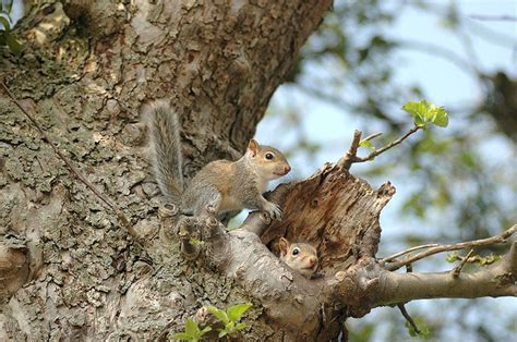 Different Types Of Squirrel Nests And How They Make Them