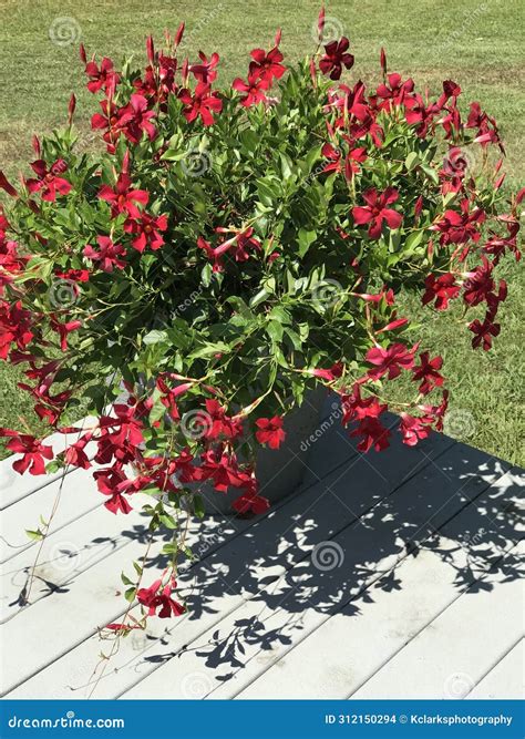Beautiful Large Red Mandevilla Plant Growing in Pot - Container