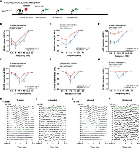 Targeted Genome Editing Restores Auditory Function In Adult Mice With