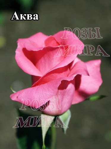 Роза срезочная Аква | Чайно гибридные розы купить | розы мира