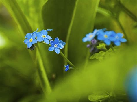 Forget Me Not Flowers Plant Blue Free Photo On Pixabay Pixabay