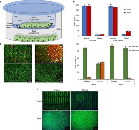 纳米人 Nature Communications：硅纳米孔膜用于肾细胞治疗的植入式生物反应器的可行性