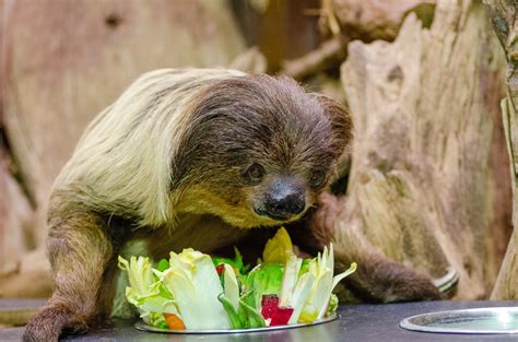 images landscape wildlife zoo food salad plate mammal