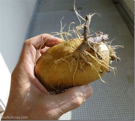 M S Que Ins Lito A Esta Mujer Le Creci Una Papa En La Vagina Lea Noticias
