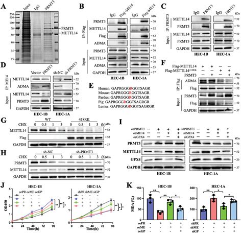 PRMT3Mediated Arginine Methylation Of METTL14 Promotes Malignant