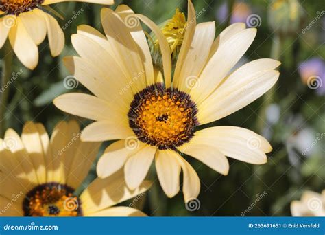 Close Up Of A Yellow Namaqualand Daisy Stock Image Image Of Closeup