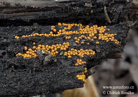 vlasatka okrová | Naturfoto.cz