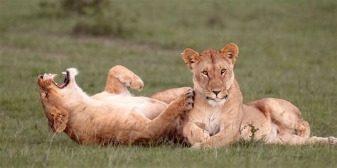 cute animal nature videos 10