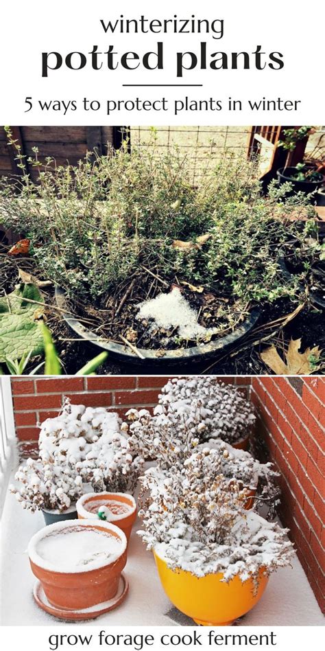 5 Ways To Protect Potted Plants In Winter Winter Container Gardening