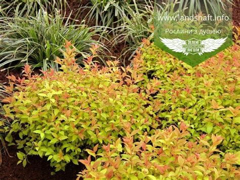 Spiraea japonica 'Magic Carpet' (Noble), Спирея японская 'Меджик Карпет'