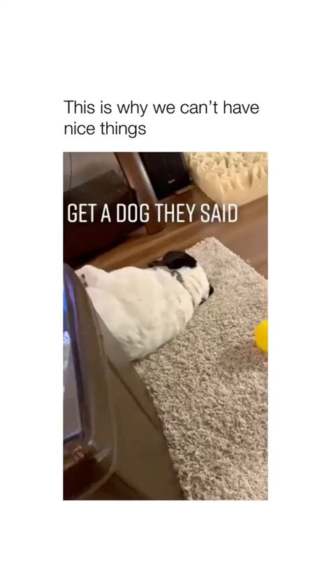 Get a dog they said!! - 9GAG