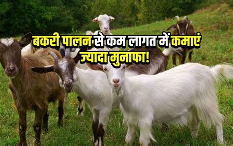 Black Bengal Bakri ब्लैक बंगाल नस्ल का पालन कर कमाएं कम लागत में