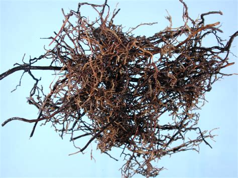 Viburnum Root Rots Pacific Northwest Pest Management Handbooks