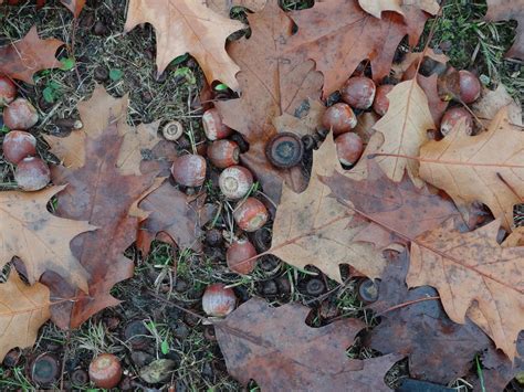 Scorn For Acorns 3 New Ways To Clean Up The Mess Ep Henry