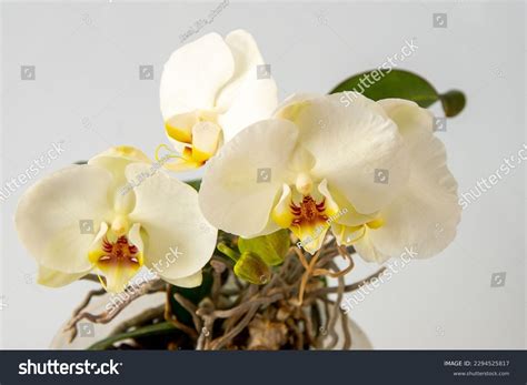 59 Phalaenopsis Sogo Yukidian Images, Stock Photos & Vectors | Shutterstock