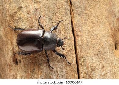 2 514 Beetle Sex Royalty Free Images Stock Photos Pictures Shutterstock