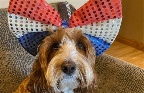 Fun Independence Day Activities For You And Your Puppy