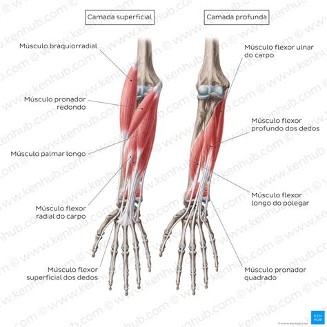 Antebraço Ou Ante Braço - Antebraço e cotovelo - Anatomia, músculos, ossos | Kenhub