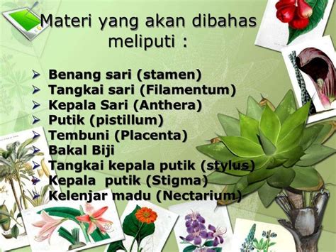 Gambar Putik Dan Benang Sari 56 Koleksi Gambar