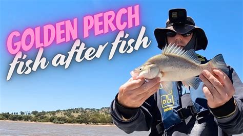 Yellowbellygolden Perch Fishing Fish After Fish Youtube