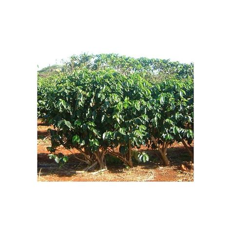 Seeds Coffea Canephora