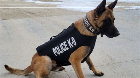 Bill fails to remove police K9s from being used in California