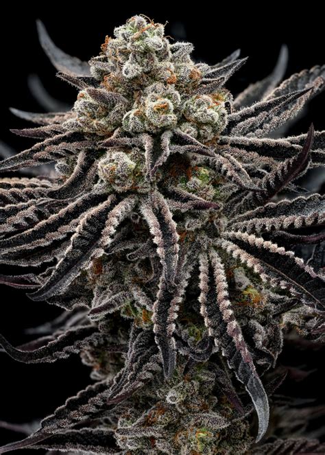 Epic Buzz Strain Info Epic Buzz Weed By Anesia Seeds Growdiaries