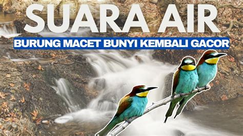 Suara Air Terapi Burung Burung Macet Bunyi Kembali Gacor Youtube