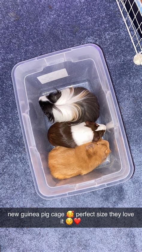 Just Found This Old Pic Of My Guinea Pigs In Their Cage 🫶🏼😌 R