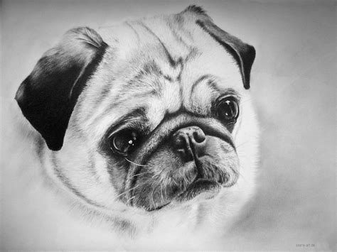 Fondos de Pantalla Perro Pug Animalia descargar imagenes