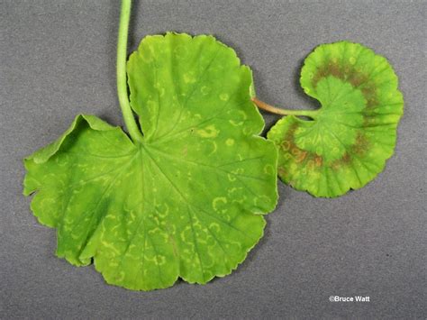 Фото Листа Пеларгонии – Telegraph